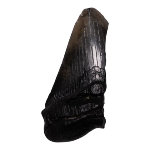 Real Megalodon Tooth - Half - 8.0425 oz