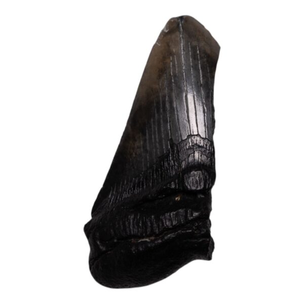Real Megalodon Tooth – Half – 8.0425 oz