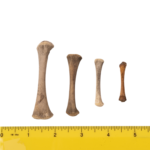 Real Research Quality Human Fetal Femur – Single