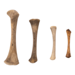 Real Research Quality Human Fetal Femur – Single