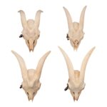Real Domestic Goat Skull Without Horns – Damaged