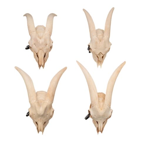Real Domestic Goat Skull Without Horns - Damaged