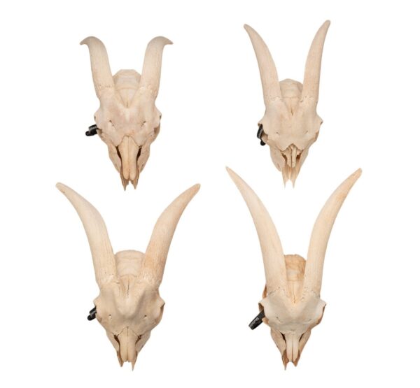 Real Domestic Goat Skull Without Horns – Damaged