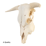 Real Longhorn Skull without Horns