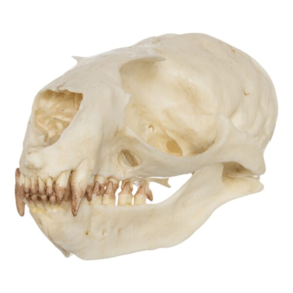 Replica Guadalupe Fur Seal Skull – Female