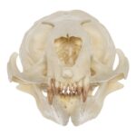 Replica Guadalupe Fur Seal Skull – Female