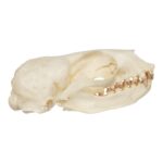 Replica Guadalupe Fur Seal Skull – Female