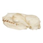 Replica Guadalupe Fur Seal Skull – Female