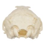 Replica Guadalupe Fur Seal Skull – Female