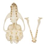 Replica Guadalupe Fur Seal Skull – Female