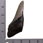 Real Megalodon Tooth – Half – 3.5979 oz