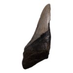 Real Megalodon Tooth – Half – 3.5979 oz