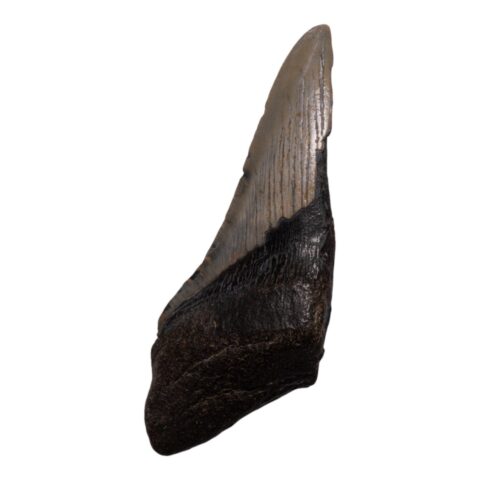 Real Megalodon Tooth - Half - 3.5979 oz