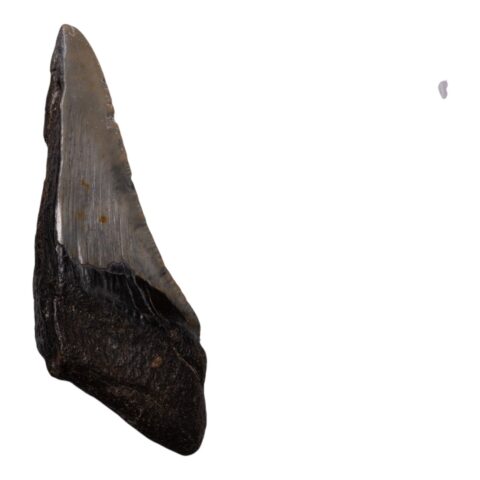 Real Megalodon Tooth - Half - 3.5979 oz