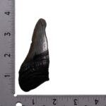 Real Megalodon Tooth – Half – 2.1164 oz