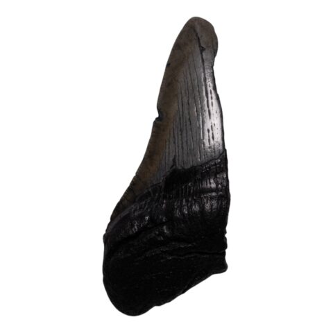 Real Megalodon Tooth - Half - 2.1164 oz