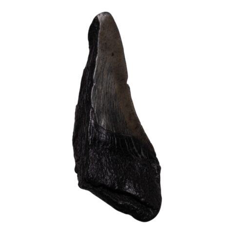 Real Megalodon Tooth - Half - 2.1164 oz