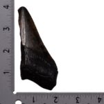Real Megalodon Tooth – Half – 2.3281 oz