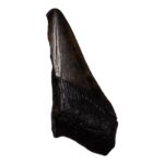 Real Megalodon Tooth – Half – 2.3281 oz