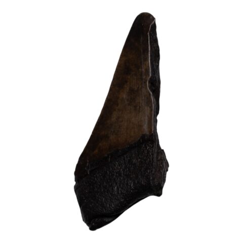 Real Megalodon Tooth - Half - 2.3281 oz