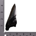 Real Megalodon Tooth – Half – 2.7514 oz