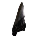 Real Megalodon Tooth – Half – 2.7514 oz