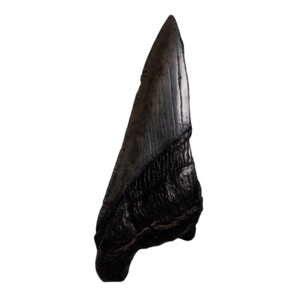 Real Megalodon Tooth – Half – 2.7514 oz