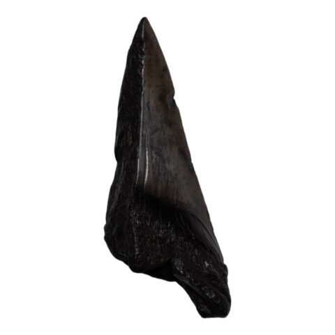 Real Megalodon Tooth - Half - 2.7514 oz