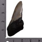 Real Megalodon Tooth – Half – 3.6685 oz