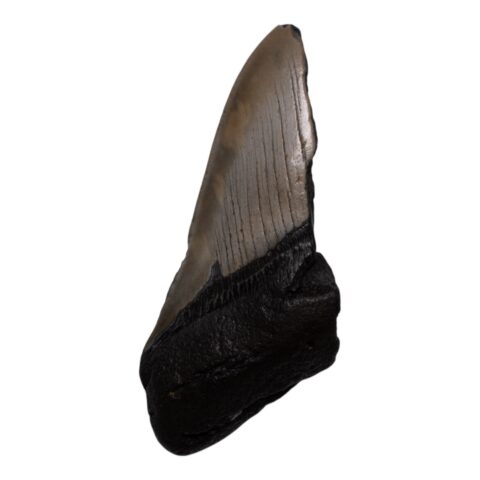 Real Megalodon Tooth - Half - 3.6685 oz