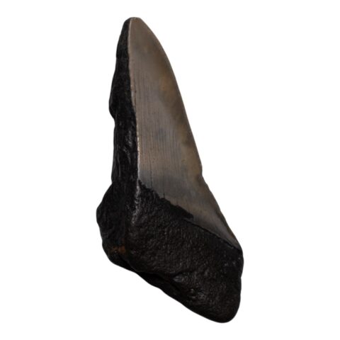 Real Megalodon Tooth - Half - 3.6685 oz