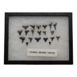 Real Fossil Shark Teeth – Set of 20