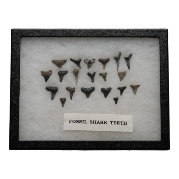 Real Fossil Shark Teeth – Set of 20