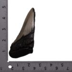 Real Megalodon Tooth – Half – 5.15 oz