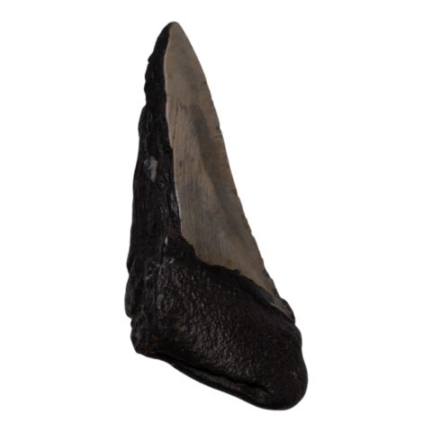 Real Megalodon Tooth - Half - 5.15 oz