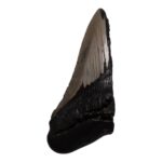 Real Megalodon Tooth – Half – 5.15 oz