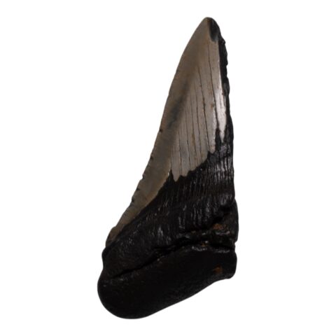 Real Megalodon Tooth - Half - 5.15 oz