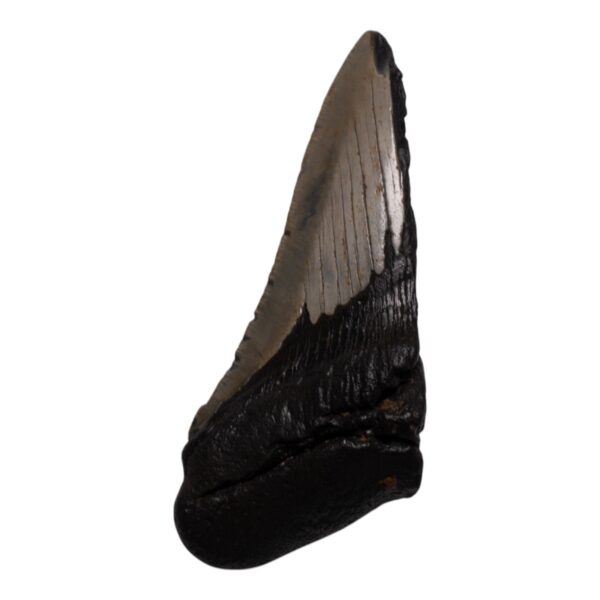 Real Megalodon Tooth – Half – 5.15 oz