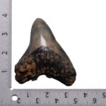 Real Megalodon Tooth – 4.0918 oz