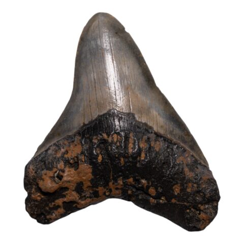 Real Megalodon Tooth - 4.0918 oz