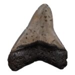 Real Megalodon Tooth – 4.0918 oz