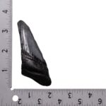 Real Megalodon Tooth – Half – 1.6932 oz