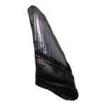 Real Megalodon Tooth – Half – 1.6932 oz