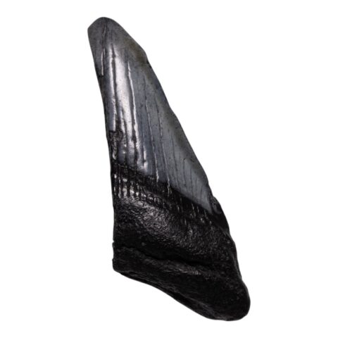 Real Megalodon Tooth - Half - 1.6932 oz