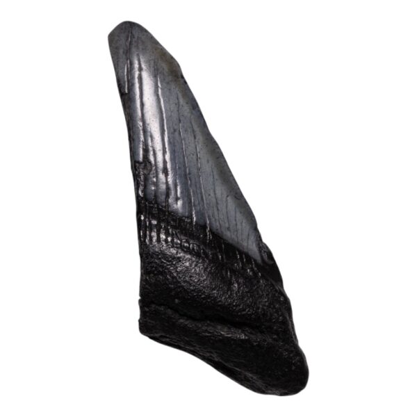 Real Megalodon Tooth – Half – 1.6932 oz