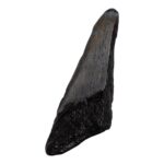 Real Megalodon Tooth – Half – 1.6932 oz