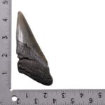 Real Megalodon Tooth – Half – 3.1041 oz