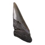 Real Megalodon Tooth – Half – 3.1041 oz