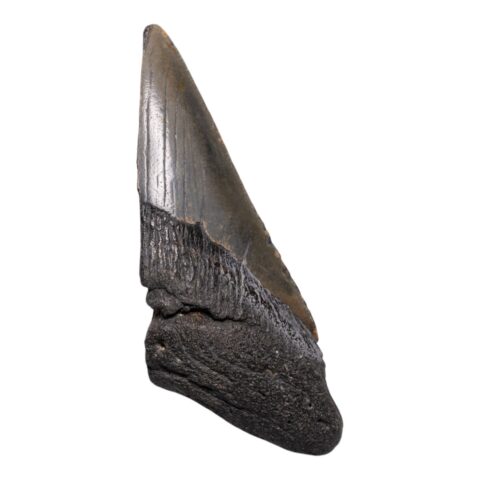 Real Megalodon Tooth - Half - 3.1041 oz