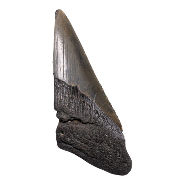 Real Megalodon Tooth – Half – 3.1041 oz